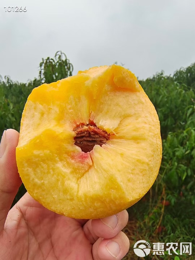 金黄金桃