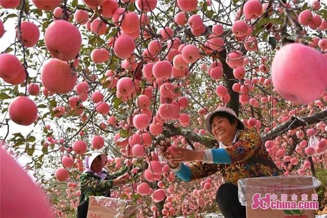 沂源红苹果：一枚山地苹果的品质账、品牌账与产业账